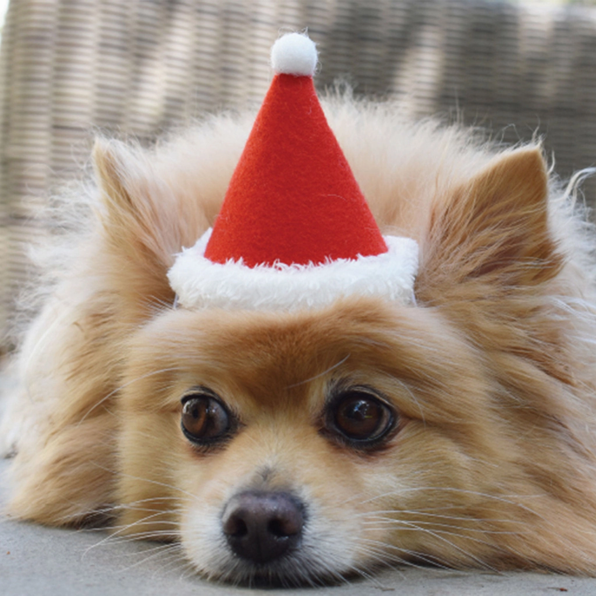 ModernBeast Holiday Hat Red Dog Apparel