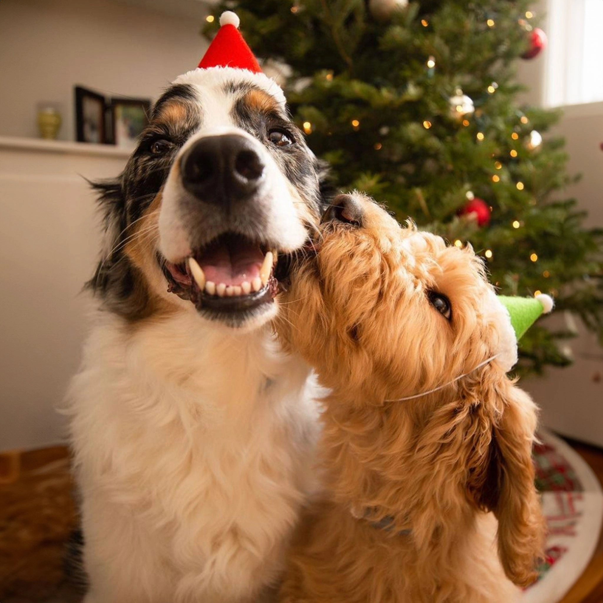 ModernBeast Holiday Hat Red Dog Apparel